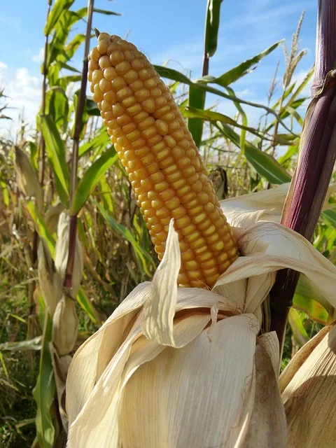 The Corn Matrix: What the Data Says About Street Corn, Corn Syrup, and Corn Mazes